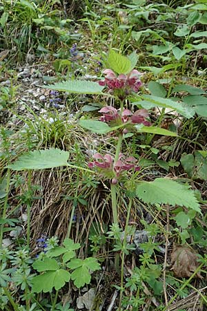 Lamium orvala \ Groe Taubnessel, Nesselknig / Balm-Leaved Archangel, A Kärnten/Carinthia, Gallizien 18.5.2016