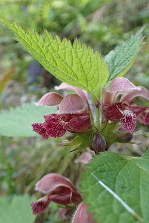 Lamium orvala \ Groe Taubnessel, Nesselknig / Balm-Leaved Archangel, A Kärnten/Carinthia, Gallizien 18.5.2016