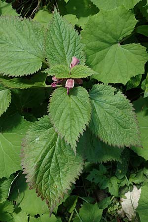 Lamium orvala \ Groe Taubnessel, Nesselknig / Balm-Leaved Archangel, A Kärnten/Carinthia, Gallizien 18.5.2016