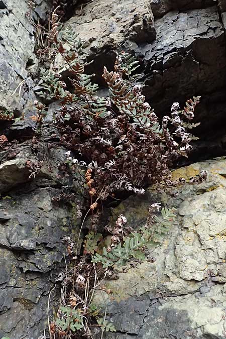 Paragymnopteris marantae \ Marantas Schuppenfarn / Maranta's Lip Fern, A Melk 5.3.2024