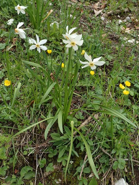 Narcissus radiiflorus \ Stern-Narzisse / Narrow-Leaved Narcissus, A Kärnten/Carinthia, Feistritz im Rosental 17.5.2016