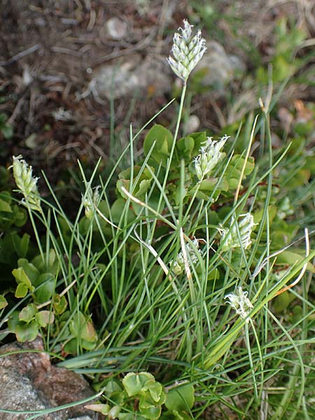 Oreochloa disticha \ Zweizeiliges Kopfgras / Oreochloa, A Wölzer Tauern, Schießeck 26.6.2021