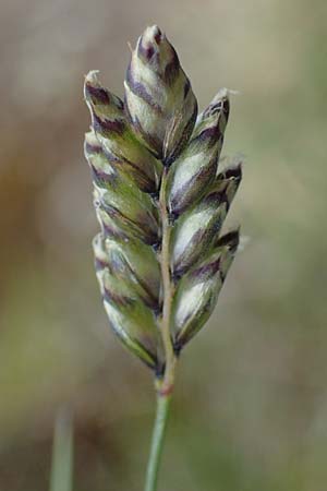 Oreochloa disticha \ Zweizeiliges Kopfgras / Oreochloa, A Wölzer Tauern, Schießeck 26.6.2021