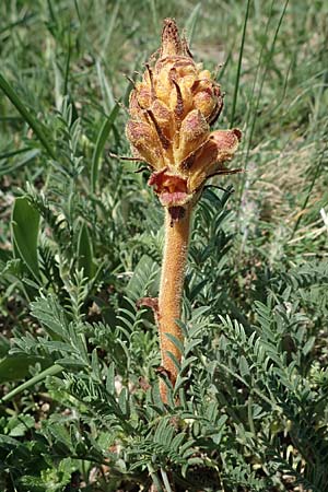 Orobanche gracilis \ Blutrote Sommerwurz, A Gumpoldskirchen 15.5.2022