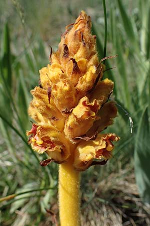 Orobanche gracilis \ Blutrote Sommerwurz / Slender Broomrape, A Gumpoldskirchen 15.5.2022