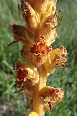 Orobanche gracilis \ Blutrote Sommerwurz / Slender Broomrape, A Gumpoldskirchen 15.5.2022