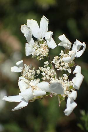 Orlaya grandiflora \ Grobltiger Breitsame / Large-Flowered Orlaya, A Hainburg 8.7.2023