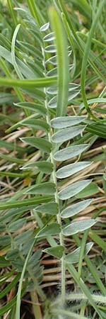 Oxytropis halleri / Haller's Oxytropis, Purple Mountain Milk-Vetch, A Pusterwald, Eiskar 1.7.2019