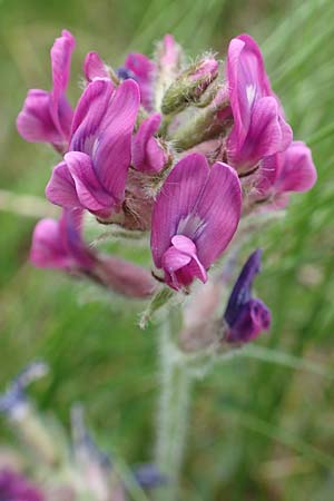 Oxytropis halleri \ Hallers Spitzkiel / Haller's Oxytropis, Purple Mountain Milk-Vetch, A Pusterwald, Eiskar 1.7.2019