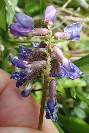 Oxytropis lapponica \ Lapplnder Spitzkiel, Lapplnder Fahnenwicke / Northern Milk-Vetch, A Rax 28.6.2020