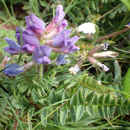 Oxytropis lapponica / Northern Milk-Vetch, A Rax 28.6.2020