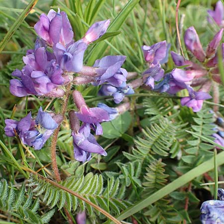 Oxytropis lapponica / Northern Milk-Vetch, A Rax 28.6.2020