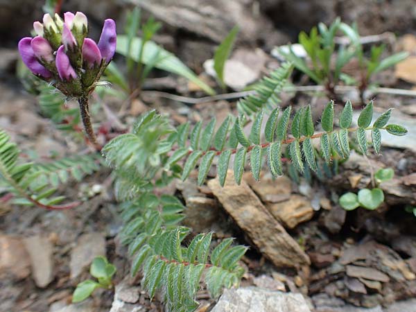 Oxytropis lapponica \ Lapplnder Spitzkiel, Lapplnder Fahnenwicke, A Dachstein Südwand 7.7.2020