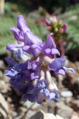 Oxytropis lapponica \ Lapplnder Spitzkiel, Lapplnder Fahnenwicke / Northern Milk-Vetch, A Dachstein Südwand 7.7.2020