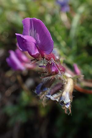 Oxytropis lapponica \ Lapplnder Spitzkiel, Lapplnder Fahnenwicke, A Eisenerzer Reichenstein 28.7.2021