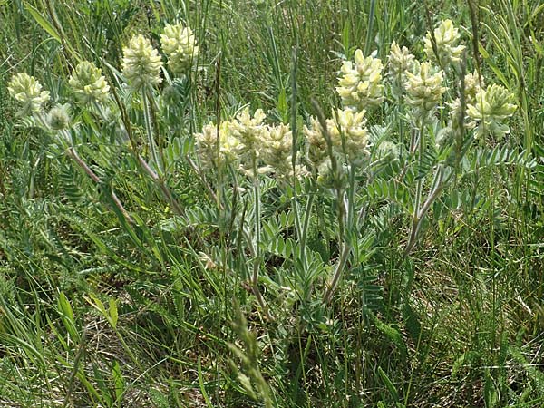 Oxytropis pilosa / Wooly Milk-Vetch, A Weiden am Neusiedler See 10.5.2022