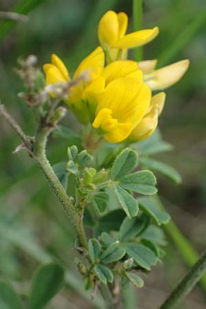 Ononis pusilla \ Zwerg-Hauhechel / Dwarf Restharrow, A Hainburg 25.9.2022