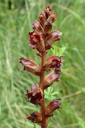 Orobanche gracilis \ Blutrote Sommerwurz, A Ternitz 2.7.2020