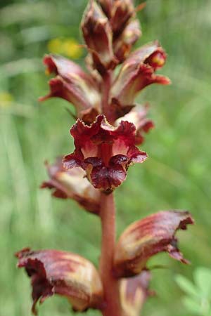 Orobanche gracilis \ Blutrote Sommerwurz / Slender Broomrape, A Ternitz 2.7.2020