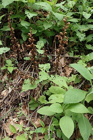 Orobanche salviae \ Salbei-Sommerwurz, A Kärnten, St. Paul im Lavanttal 16.5.2016