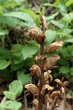 Orobanche salviae \ Salbei-Sommerwurz, A Kärnten, St. Paul im Lavanttal 16.5.2016