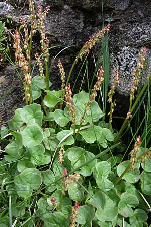 Oxyria digyna \ Alpen-Suerling / Alpine Mountain Sorrel, A Malta - Tal / Valley 7.6.2008