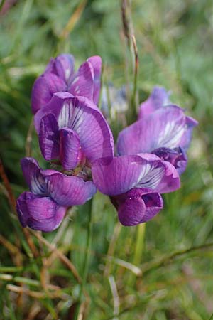 Oxytropis lapponica \ Lapplnder Spitzkiel, Lapplnder Fahnenwicke, A Eisenerzer Reichenstein 28.7.2021