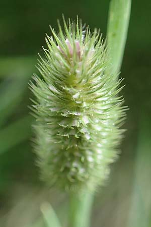 Phleum rhaeticum \ Rtisches Alpen-Lieschgras, A Kärnten, Koralpe 1.7.2022