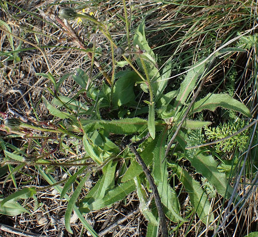 Picris hieracioides \ Gemeines Bitterkraut / Hawkweed Ox-Tongue, A Seewinkel, Apetlon 26.9.2022