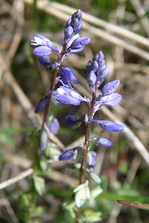 Polygala alpestris / Alpine Milkwort, A Reutte 25.5.2008