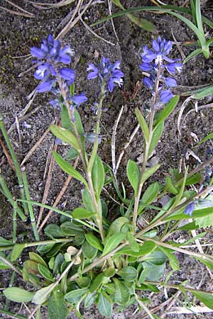 Polygala alpestris / Alpine Milkwort, A Reutte 25.5.2008