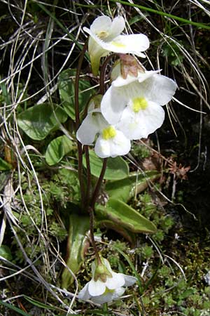 Pinguicula alpina \ Alpen-Fettkraut / Alpine Butterwort, A Malta - Tal / Valley 7.6.2008