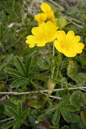 Potentilla aurea \ Gold-Fingerkraut / Golden Cinquefoil, A Kärnten/Carinthia, Petzen 2.7.2010