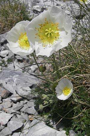 Papaver alpinum \ Nordost-Alpen-Mohn / Alpine Poppy, A Trenchtling 3.7.2010