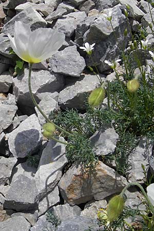 Papaver alpinum \ Nordost-Alpen-Mohn, A Trenchtling 3.7.2010