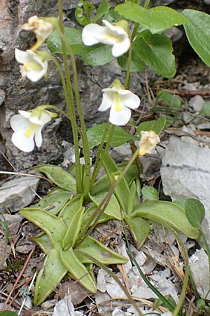 Pinguicula alpina \ Alpen-Fettkraut / Alpine Butterwort, A Kärnten/Carinthia, Trögerner Klamm 18.5.2016