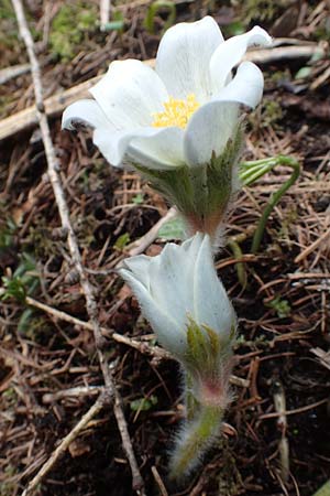 Pulsatilla vernalis \ Frhlings-Kuhschelle, Pelz-Anemone, A Kärnten, Hochobir 19.5.2016