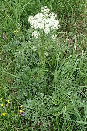 Pleurospermum austriacum \ sterreichischer Rippensame, A Pusterwald, Eiskar 1.7.2019