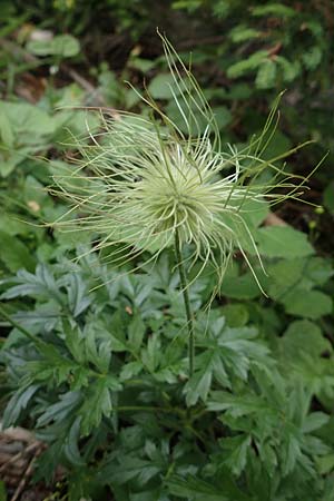 Pulsatilla alpina subsp. austriaca / Austrian Alpine Pasque-Flower, A Trenchtling 3.7.2019