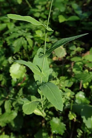 Peltaria alliacea \ Scheibenschtchen / Garlic Cress, A Steiermark, Pernegg-Mixnitz 4.7.2019