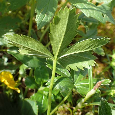 Potentilla aurea \ Gold-Fingerkraut / Golden Cinquefoil, A Rax 28.6.2020