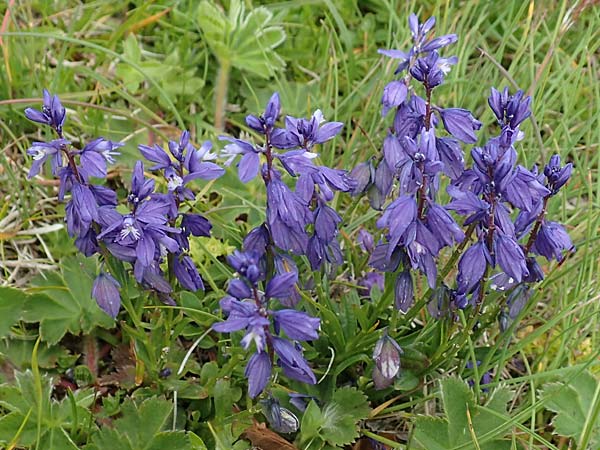 Polygala alpestris / Alpine Milkwort, A Rax 28.6.2020