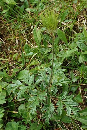 Pulsatilla alpina subsp. schneebergensis \ Schneeberger Alpen-Kuhschelle / Schneeberg Alpine Pasque-Flower, A Schneealpe 30.6.2020