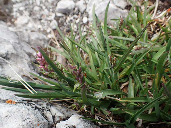Poa alpina \ Alpen-Rispengras / Alpine Meadow Grass, A Dachstein 10.7.2020