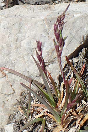 Poa alpina \ Alpen-Rispengras / Alpine Meadow Grass, A Dachstein 10.7.2020