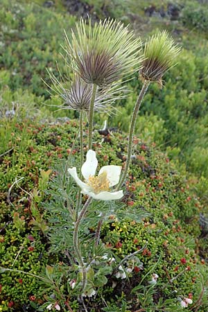 Pulsatilla alpina subsp. austriaca \ sterreicher Alpen-Kuhschelle, A Wölzer Tauern, Kleiner Zinken 26.6.2021