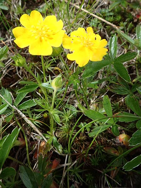 Potentilla aurea / Golden Cinquefoil, A Wölzer Tauern, Kleiner Zinken 26.6.2021