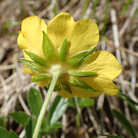 Potentilla aurea \ Gold-Fingerkraut / Golden Cinquefoil, A Wölzer Tauern, Kleiner Zinken 26.6.2021