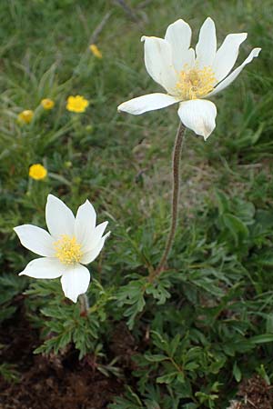 Pulsatilla alpina subsp. austriaca \ sterreicher Alpen-Kuhschelle / Austrian Alpine Pasque-Flower, A Wölzer Tauern, Kleiner Zinken 26.6.2021