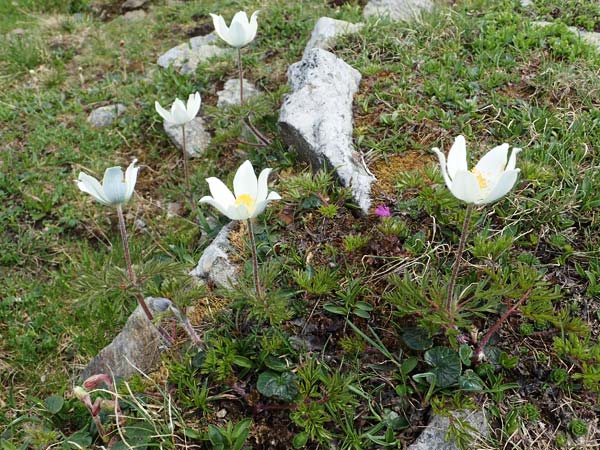 Pulsatilla alpina subsp. austriaca \ sterreicher Alpen-Kuhschelle / Austrian Alpine Pasque-Flower, A Wölzer Tauern, Hoher Zinken 26.6.2021